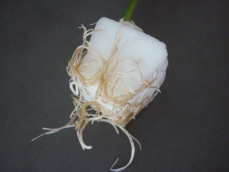 uitstekende doorworteling witte bonenplant in fytocell plug